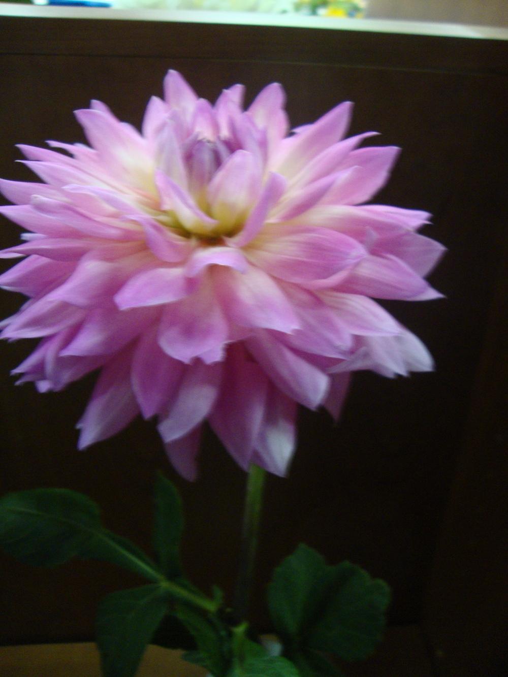 Photo of Dahlia 'Miss Delilah' uploaded by Paul2032