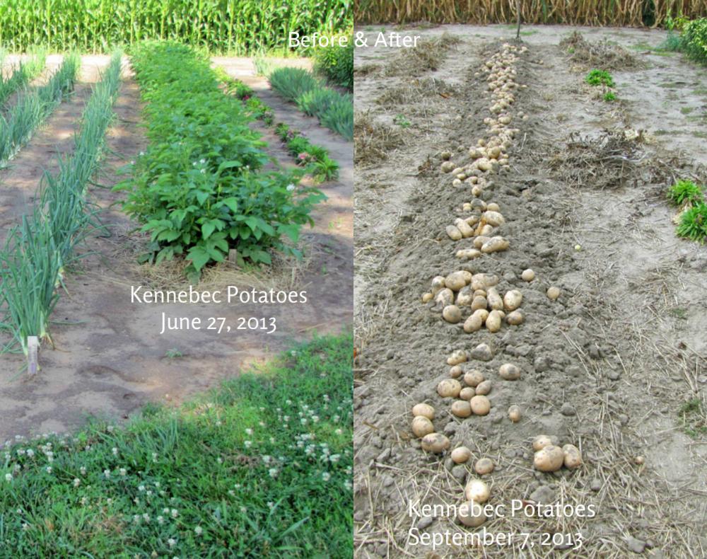 Photo of Potato (Solanum tuberosum 'Kennebec') uploaded by TBGDN