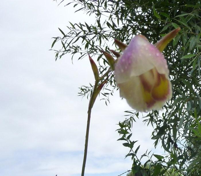 Photo of Goldblotch Gladiolus (Gladiolus papilio) uploaded by Thalictrum