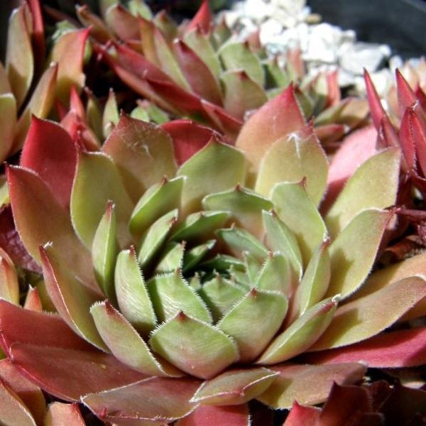 Photo of Hen and Chicks (Sempervivum 'Arrowheads Red') uploaded by banker07