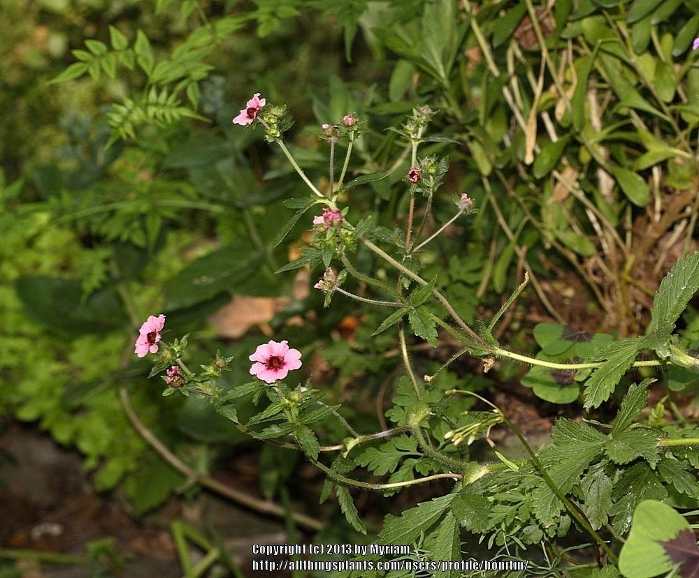 Photo of Nepal Cinquefoil (Potentilla nepalensis) uploaded by bonitin