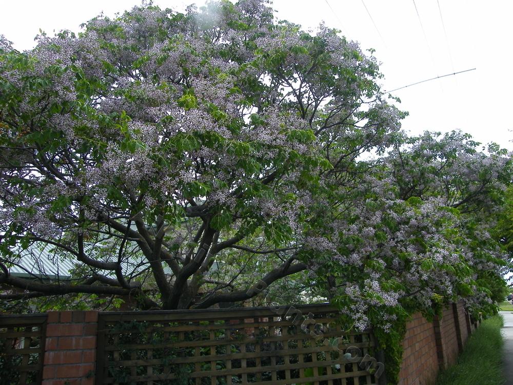 Photo of Chinaberry (Melia azedarach) uploaded by bootandall