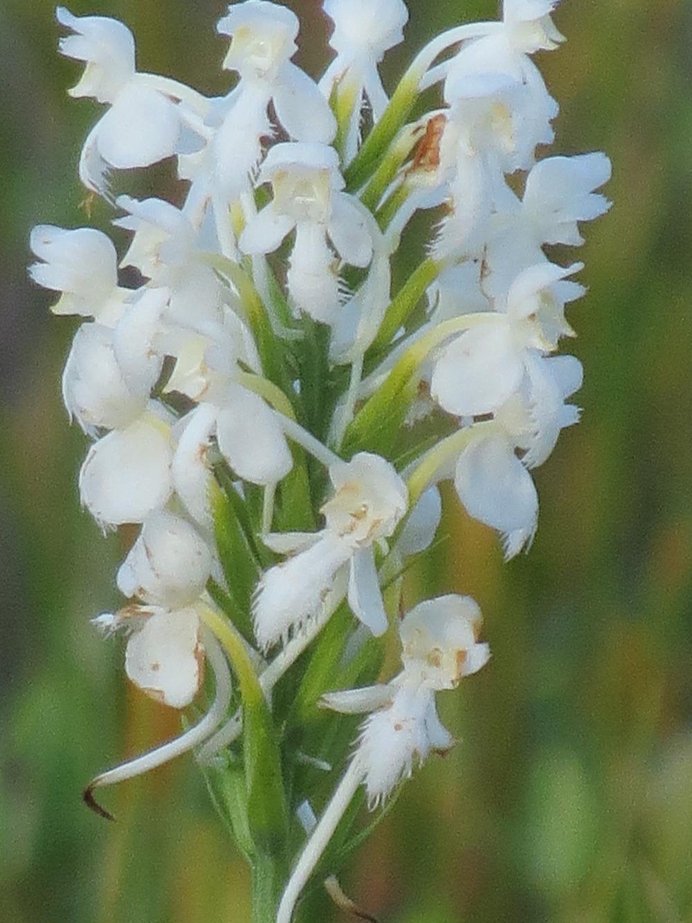 Photo of White Fringed Orchid (Platanthera blephariglottis) uploaded by visitor