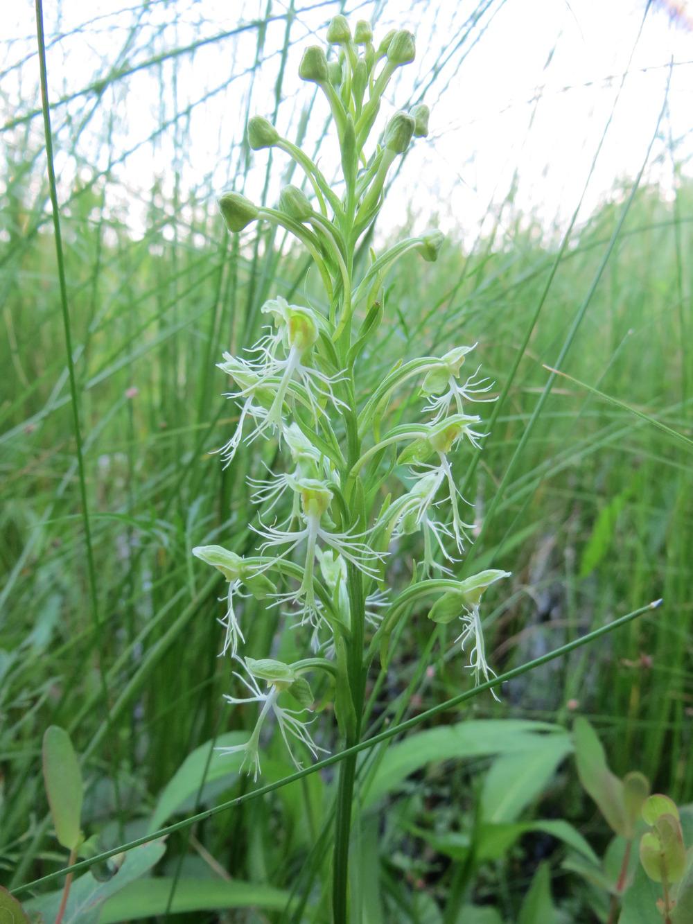 Photo of Green Fringed Orchid (Platanthera lacera) uploaded by visitor