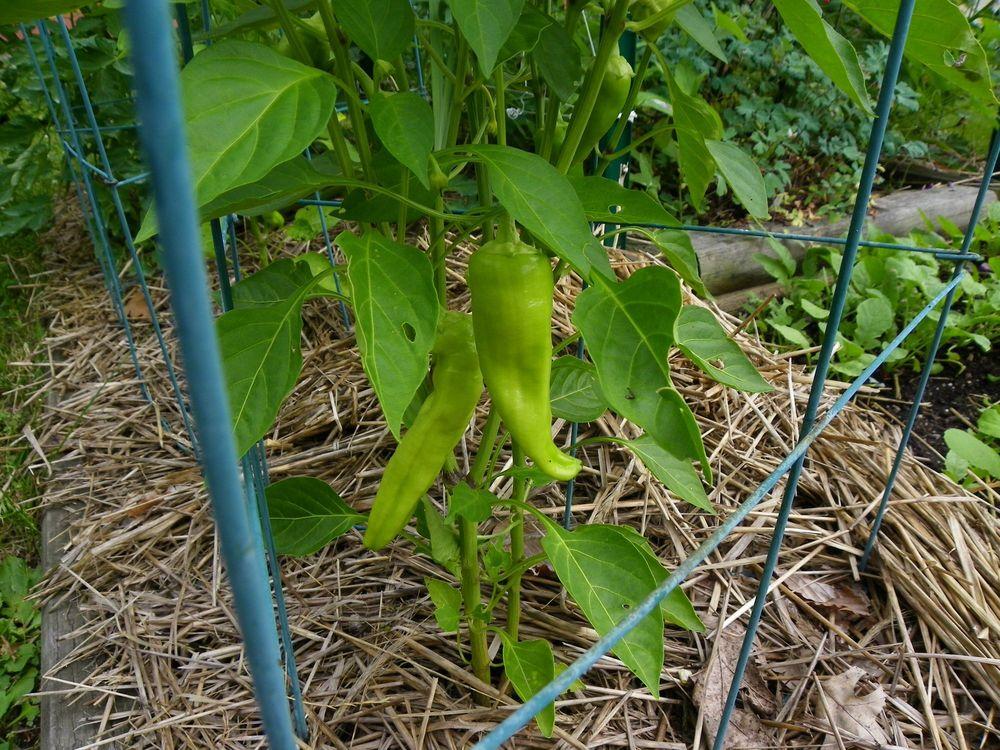 Photo of Sweet Pepper (Capsicum annuum 'Italianelle Sweet Frying') uploaded by Newyorkrita