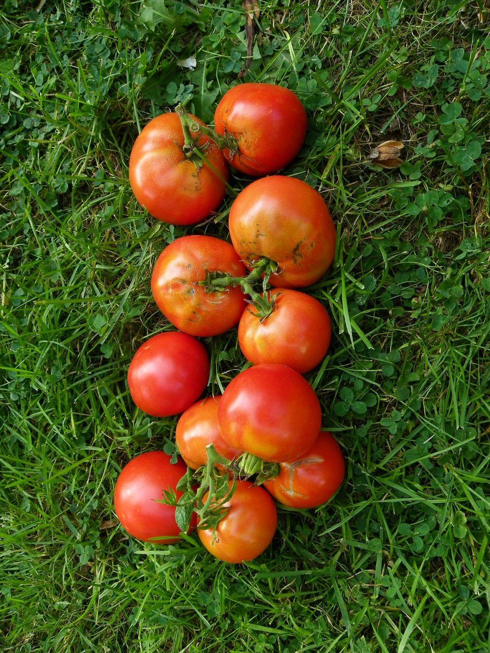 Photo of Tomato (Solanum lycopersicum 'Rutgers') uploaded by Newyorkrita