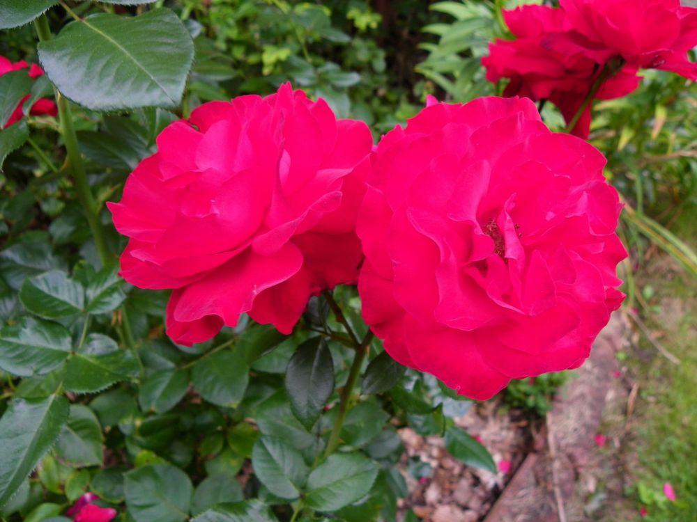 Photo of Rose (Rosa 'Black Cherry') uploaded by Newyorkrita