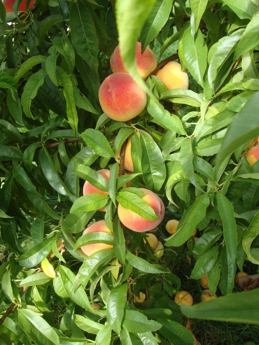 Peaches Plant Care and Collection of Varieties