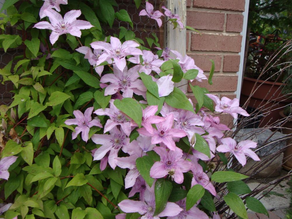 Photo of Clematis Pink Chiffon™ uploaded by Paul2032