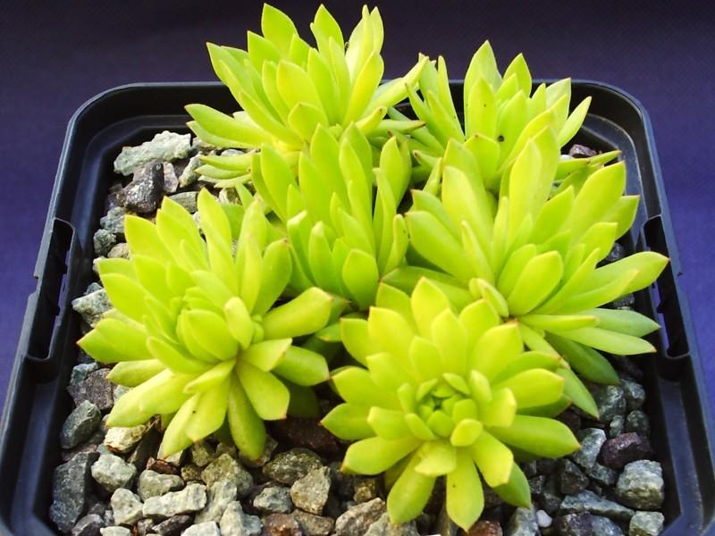 Photo of Hen and Chicks (Sempervivum montanum subsp. carpaticum 'Cmiral's Yellow') uploaded by banker07
