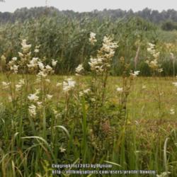 Location: Nature reserve, Gent, Belgium
Date: 2013-07-10