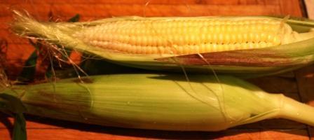 Photo of Sweet Corn (Se) (Zea mays subsp. mays 'Early Sunglow') uploaded by robertduval14