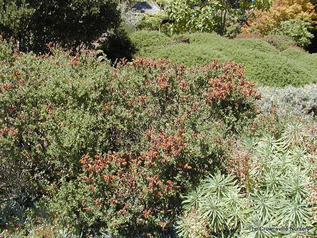 Photo of Brown Salvia (Salvia aurea) uploaded by vic