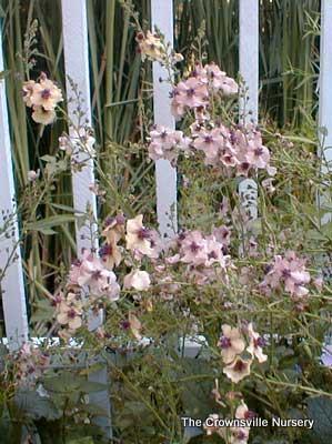 Photo of Ornamental Mullein (Verbascum 'Southern Charm') uploaded by vic