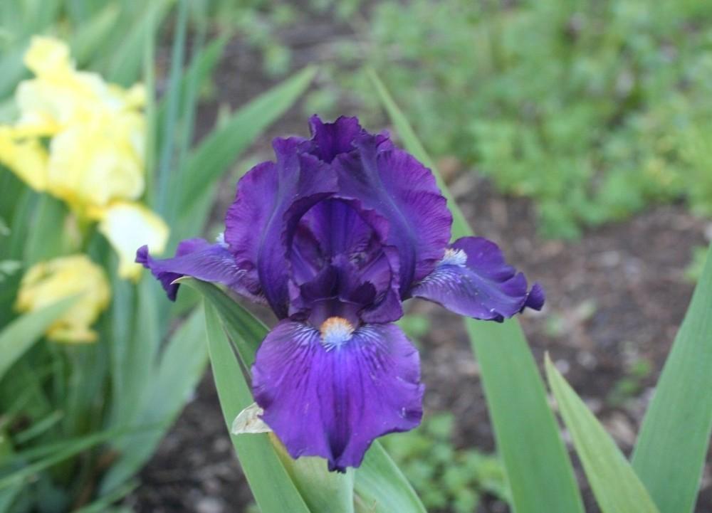 Photo of Standard Dwarf Bearded Iris (Iris 'Purple Tiger') uploaded by KentPfeiffer