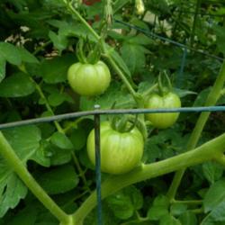 Location: Long Island, NY 
Date: 2013-07-03
Green tomatoes not yet ripe.