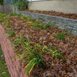 Collect Curbside Fall Leaves for Free Mulch