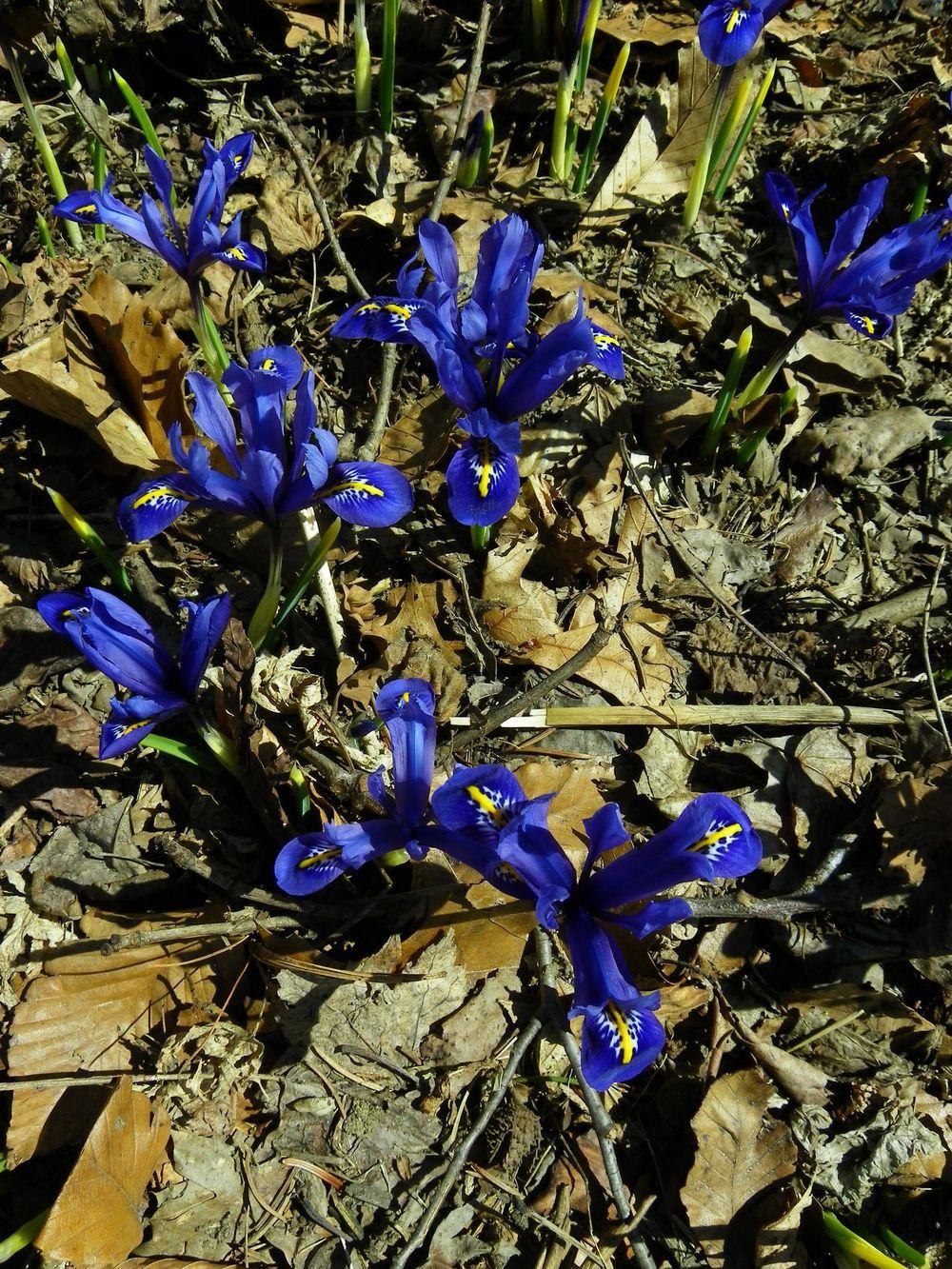 Photo of Reticulated Iris (Iris reticulata) uploaded by Newyorkrita