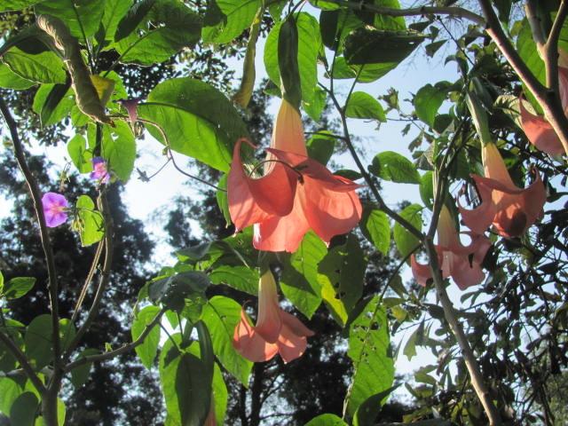 Photo of Angel's Trumpet (Brugmansia 'Serendipity') uploaded by Ridesredmule