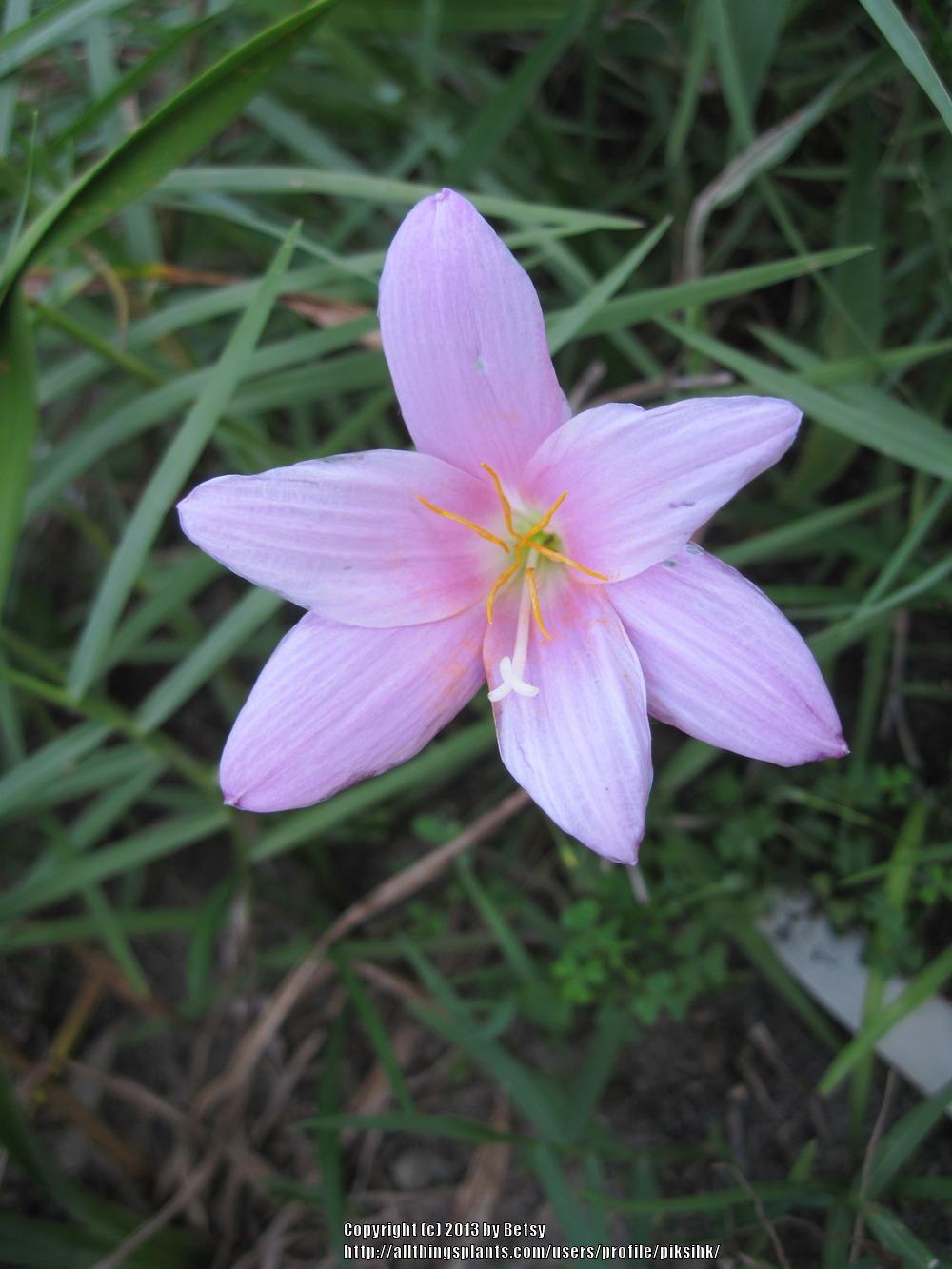 Photo of Pink Rain Lily (Zephyranthes minuta) uploaded by piksihk