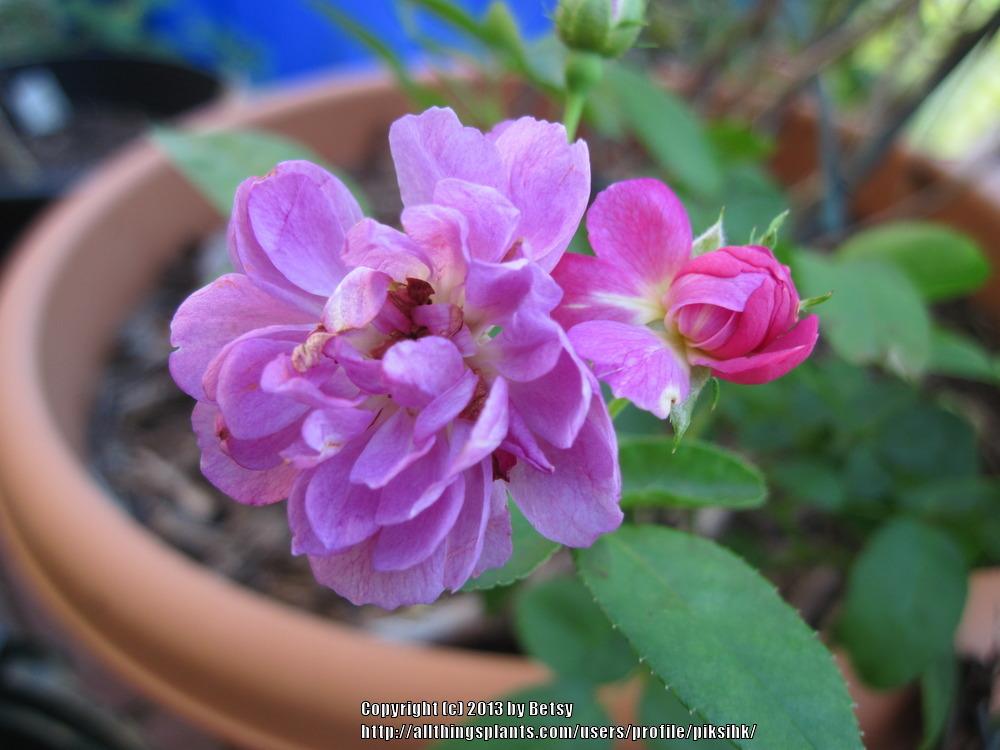 Photo of Rose (Rosa 'Sweet Pea') uploaded by piksihk