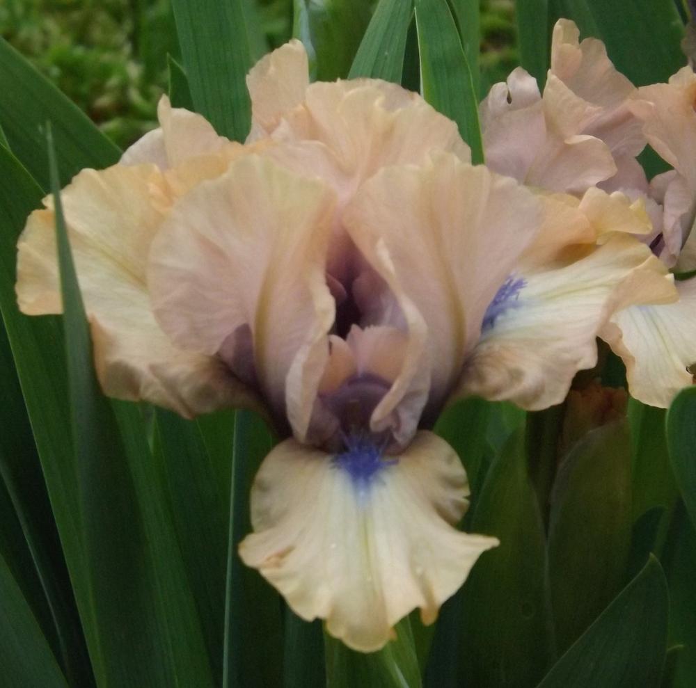 Photo of Standard Dwarf Bearded Iris (Iris 'Giddy') uploaded by rshadlow