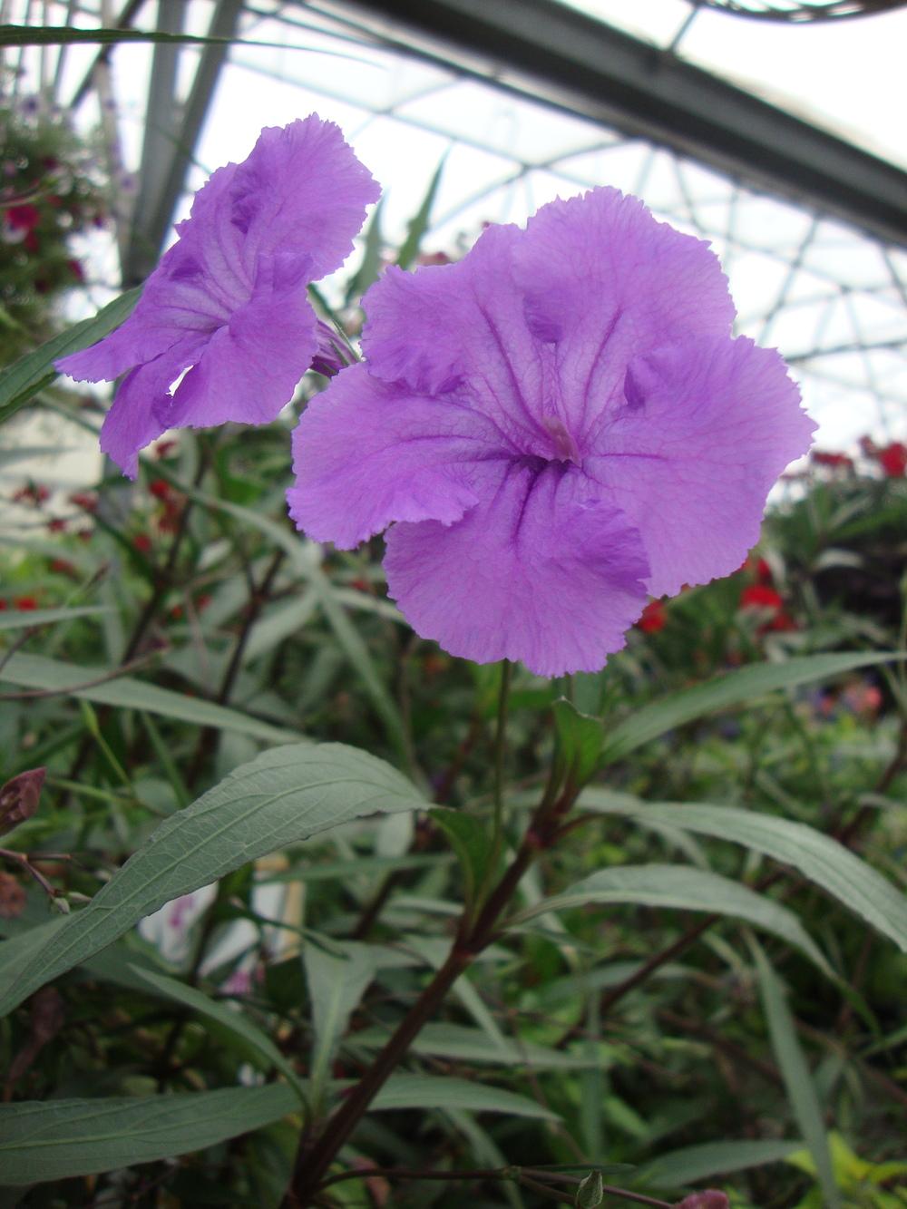 Photo of Mexican Petunia (Ruellia simplex) uploaded by Paul2032
