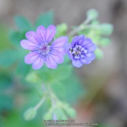 Location: My Northeastern Indiana Gardens - Zone 5b
Date: 2013-09-11
Blooms very quickly from wintersown seed.