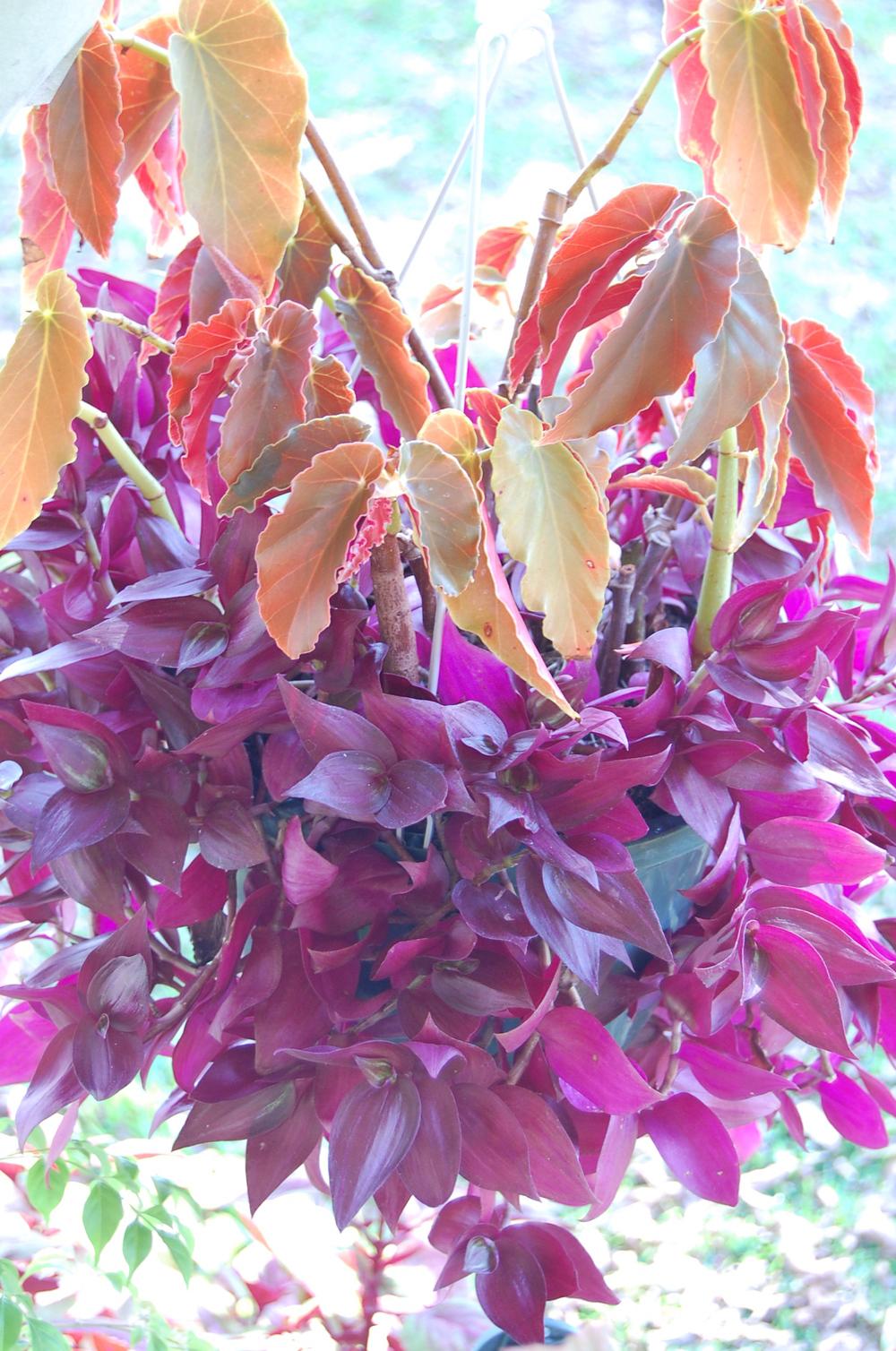 Photo of Inch Plant (Tradescantia zebrina) uploaded by purpleinopp