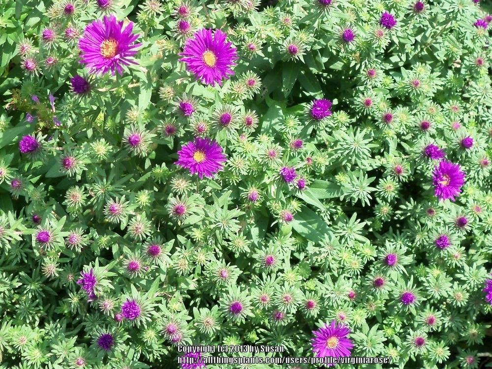 Photo of New England Aster (Symphyotrichum novae-angliae 'Purple Dome') uploaded by virginiarose