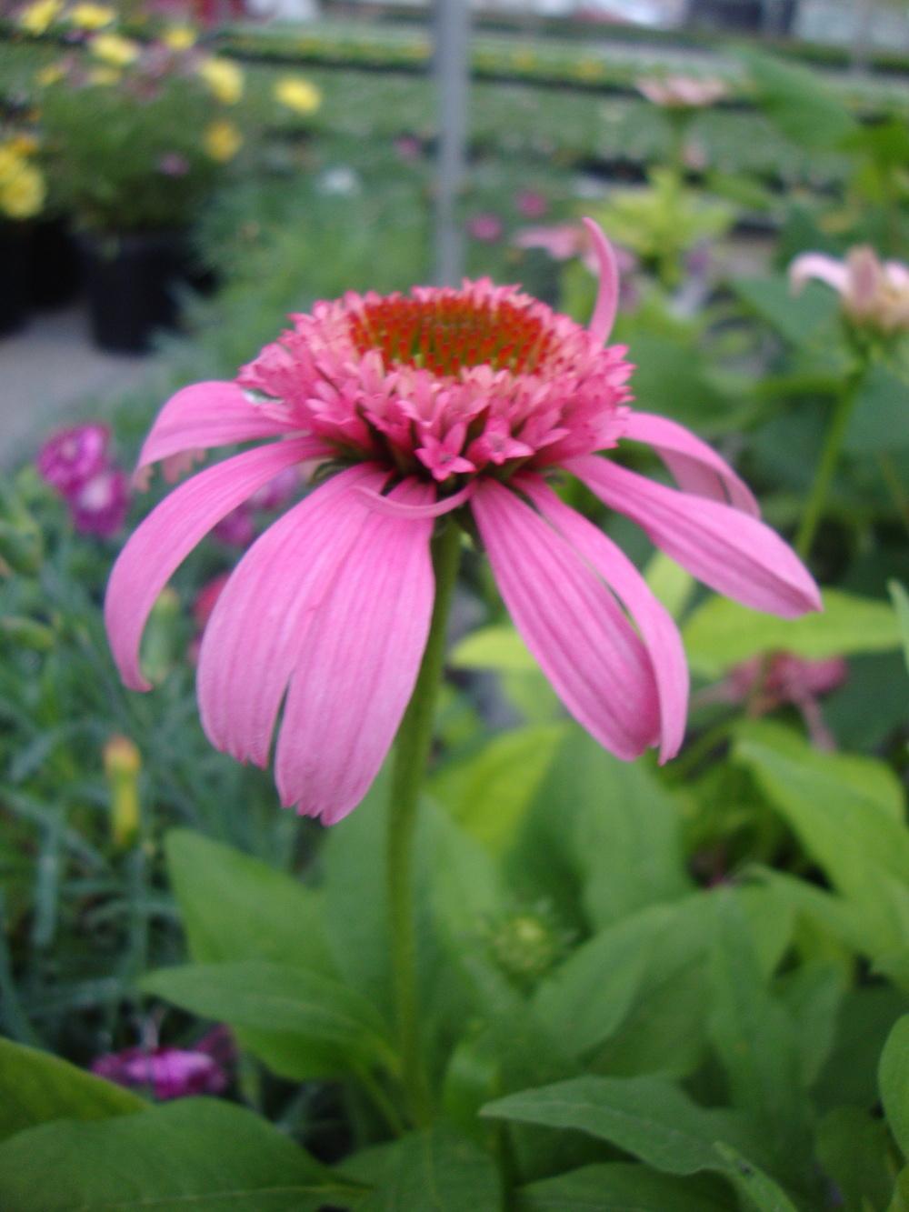 Photo of Coneflower (Echinacea 'Pink Double Delight') uploaded by Paul2032