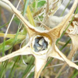Location: Yellowstone
Date: 2013-09-2
seeds inside pod