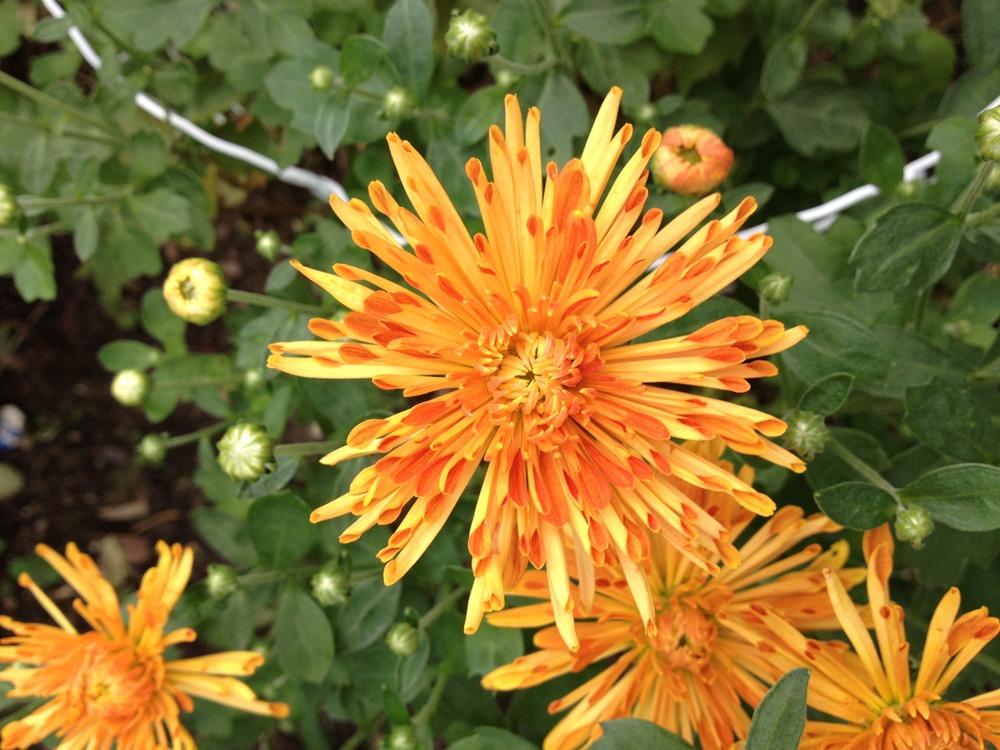 Photo of Chrysanthemum uploaded by jvdubb