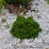 A very small, slow growing conifer.
