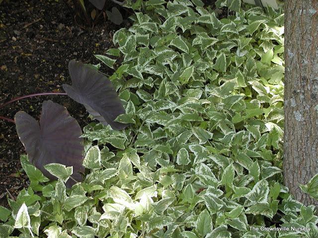 Photo of Variegated Japanese Woodland Sage (Salvia nipponica 'Fuji Snow') uploaded by vic