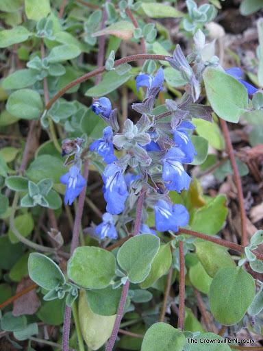 Photo of Snowflake Sage (Salvia chionophylla) uploaded by vic
