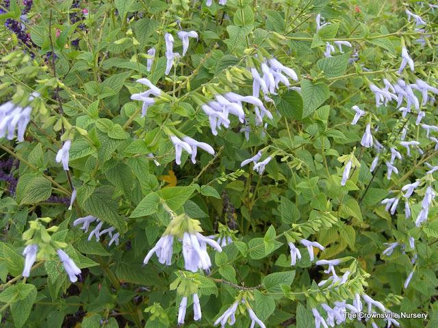 Photo of Blue Anise Sage (Salvia coerulea 'Argentine Skies') uploaded by vic