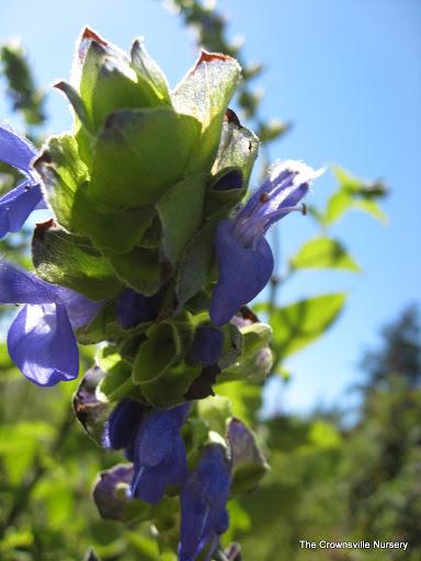 Photo of Salvia (Salvia atrocyanea) uploaded by vic