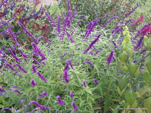 Photo of Variegated Mexican Bush Sage (Salvia leucantha 'Eder') uploaded by vic