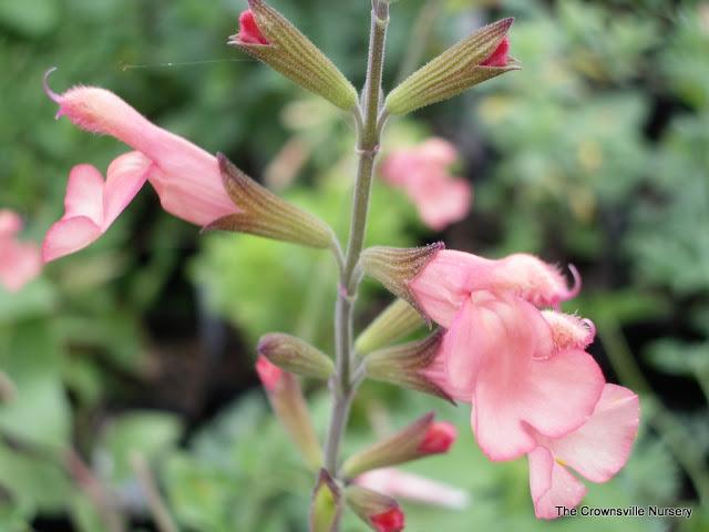 Photo of Jame Sage (Salvia x jamensis 'California Sunset') uploaded by vic