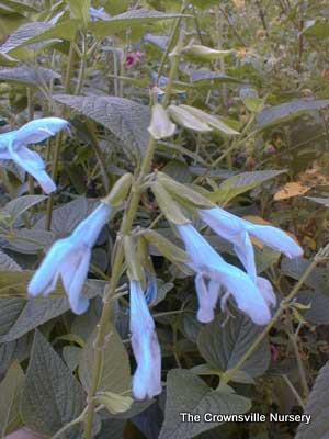 Photo of Blue Anise Sage (Salvia coerulea 'Argentine Skies') uploaded by vic
