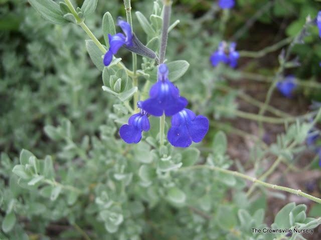 Photo of Blue Oak Sage (Salvia chamaedryoides) uploaded by vic