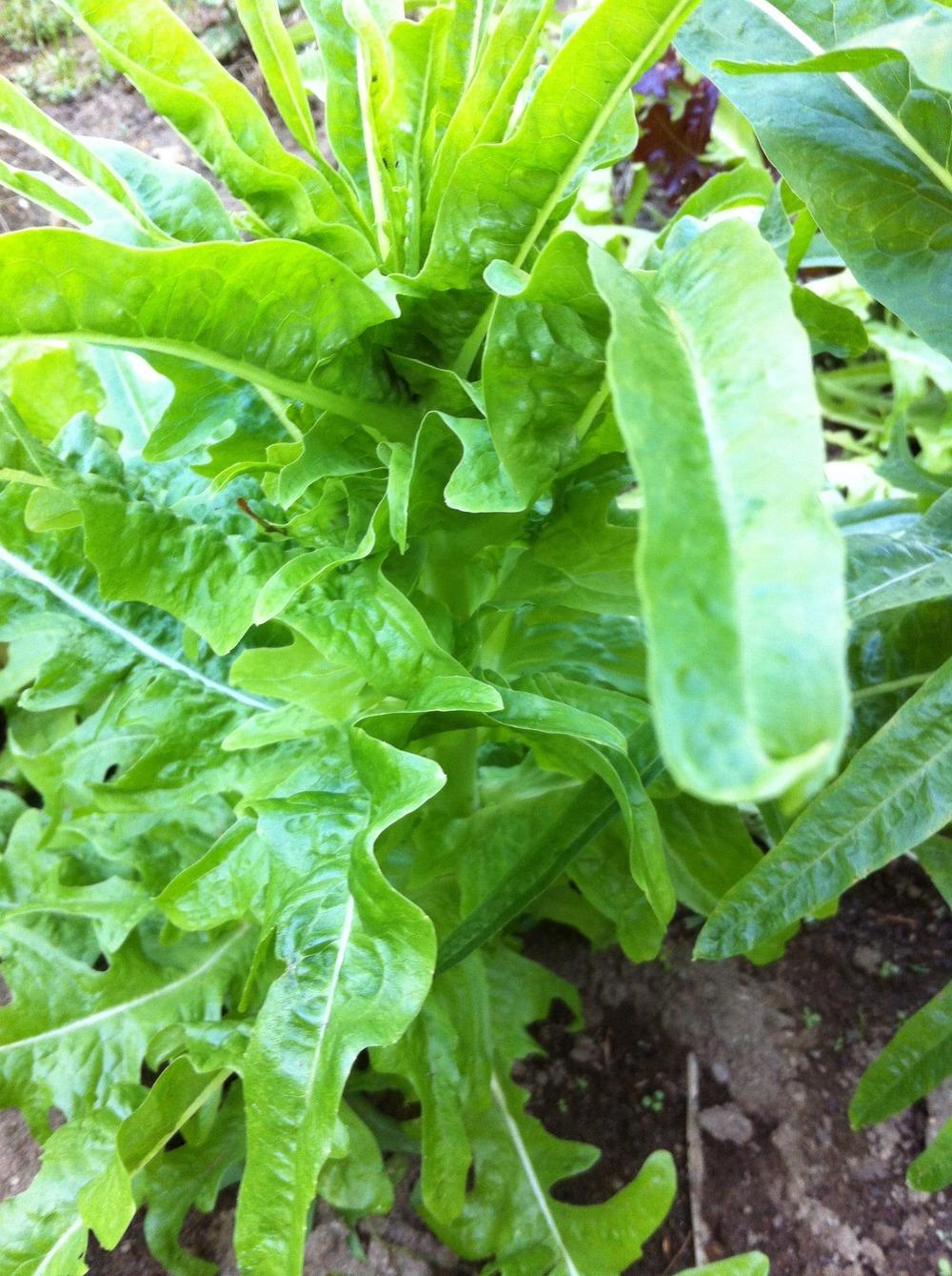 Photo of Lettuce (Lactuca sativa 'Oakleaf') uploaded by LauraH1