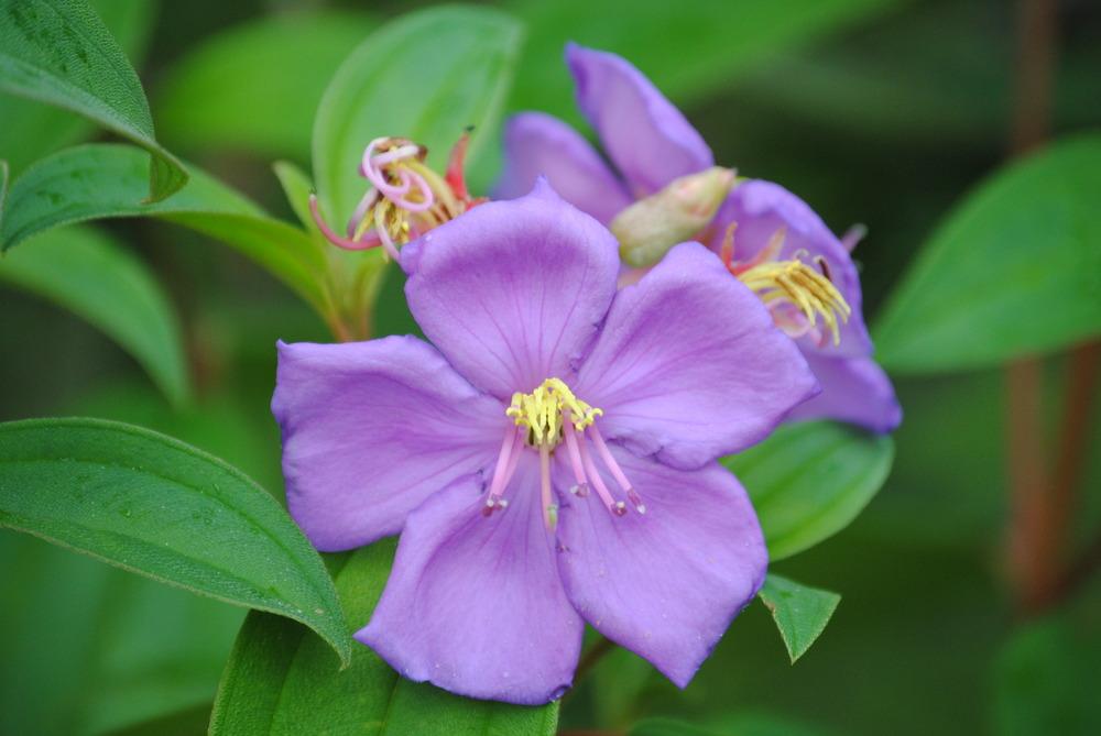 Photo of Princess Flower (Pleroma urvilleanum 'Athens Blue') uploaded by Moonhowl