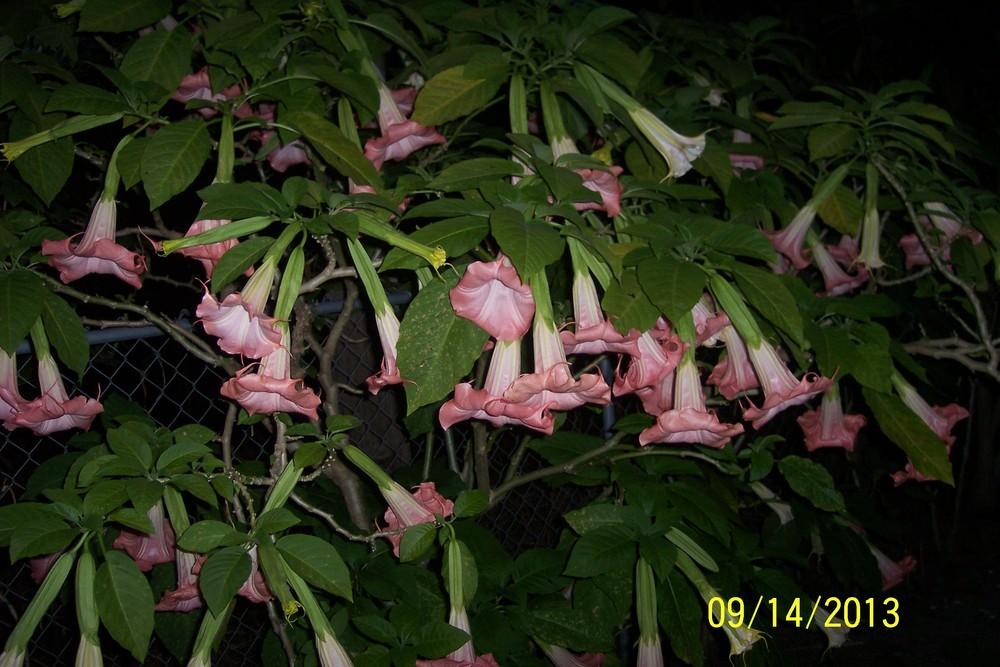 Photo of Angel Trumpet (Brugmansia 'Xena') uploaded by WilliamByrd