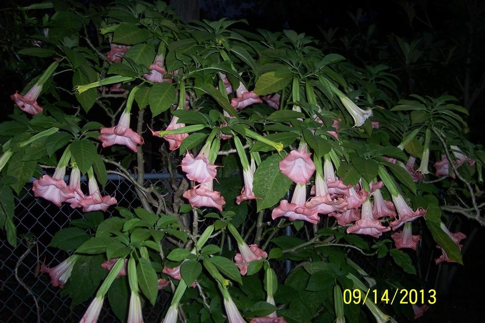 Photo of Angel Trumpet (Brugmansia 'Xena') uploaded by WilliamByrd