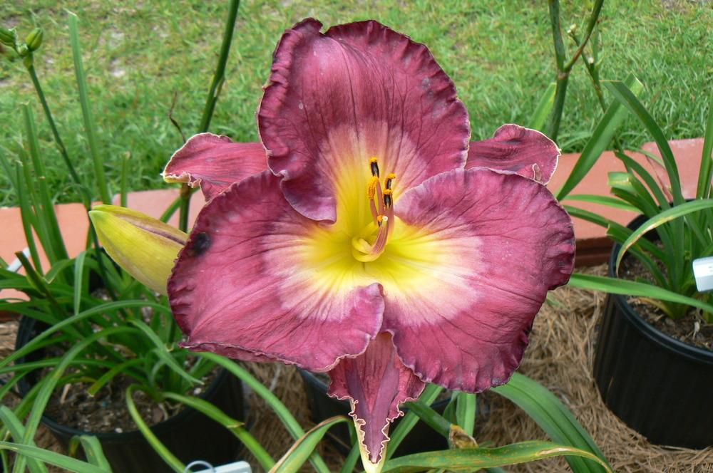 Photo of Daylily (Hemerocallis 'Magnificent Obsession') uploaded by bjlingel