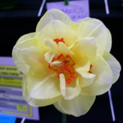 Location: Claremont Daffodil  Show -Tasmania
Date: SEPT 2013
