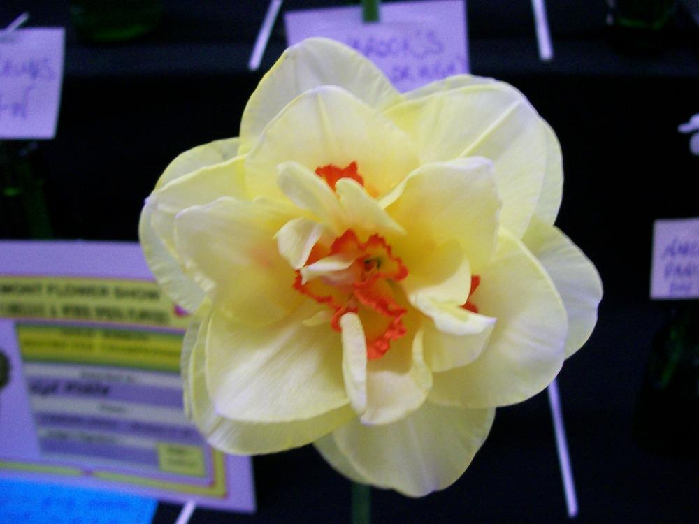 Photo of Double Daffodil (Narcissus 'Tahiti') uploaded by gwhizz