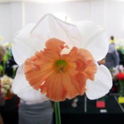 Location: Claremont Daffodil  Show -Tasmania
Date: Sept 2013